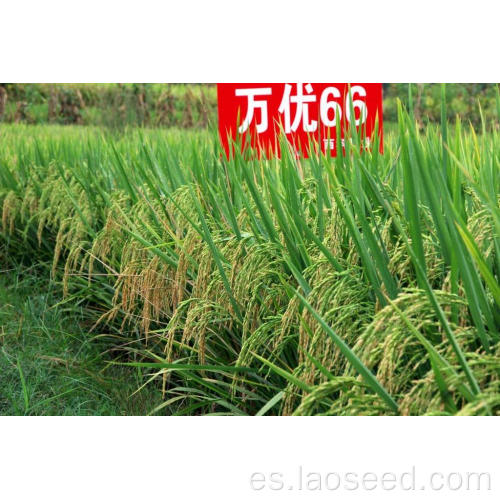 Mejores semillas de arroz híbridos de alta calidad